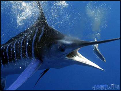 Black Marlin Fish about to bite