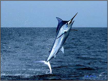 Costa Rica Fishing Seasons Chart