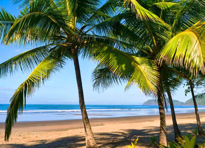 Jaco Beach, pacific ocean, and palm trees