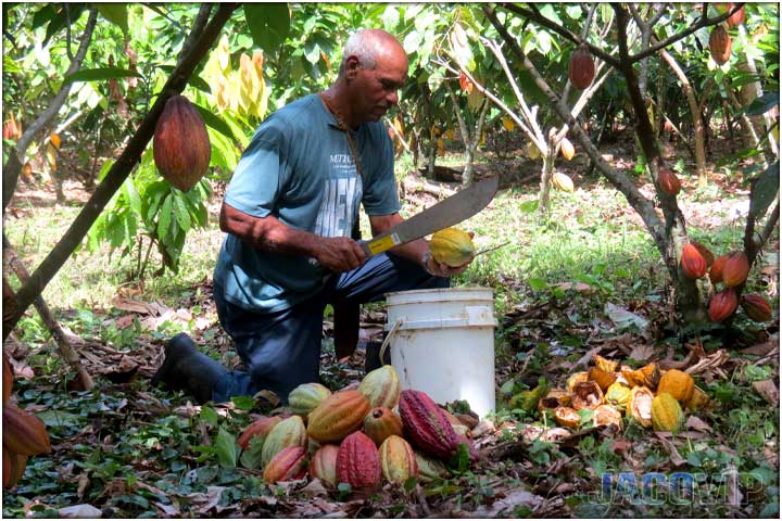 Man chopping cacao in Costa Rica