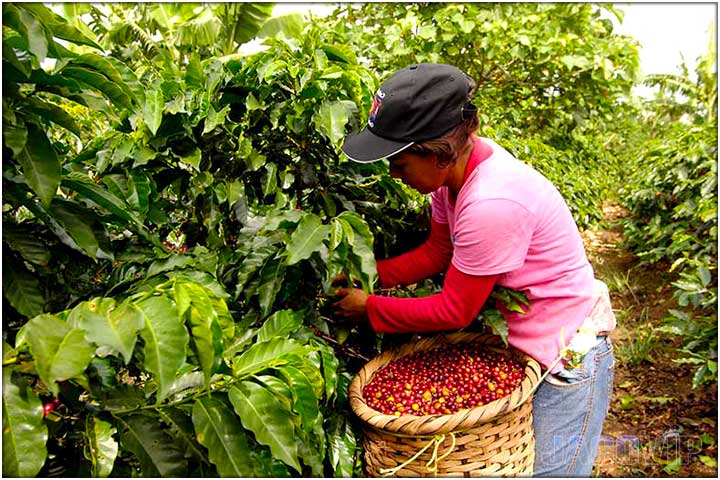 Woman picking ripe coffee beans at Costa Rica coffee plantation
