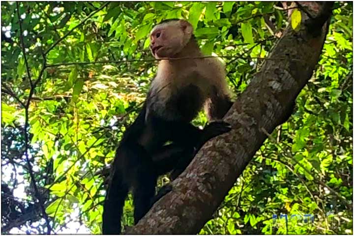 White face monkey at Miro Mountain