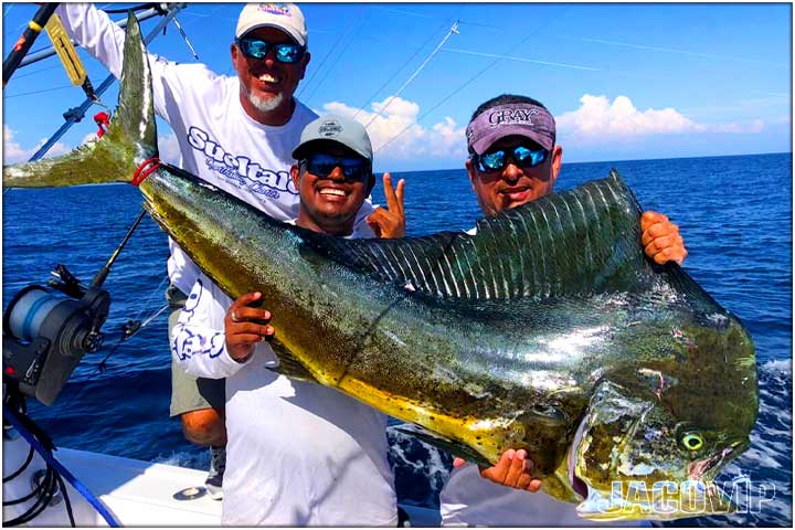 Large mahi mahi dorado off shore fishing near Jaco Beach Costa Rica