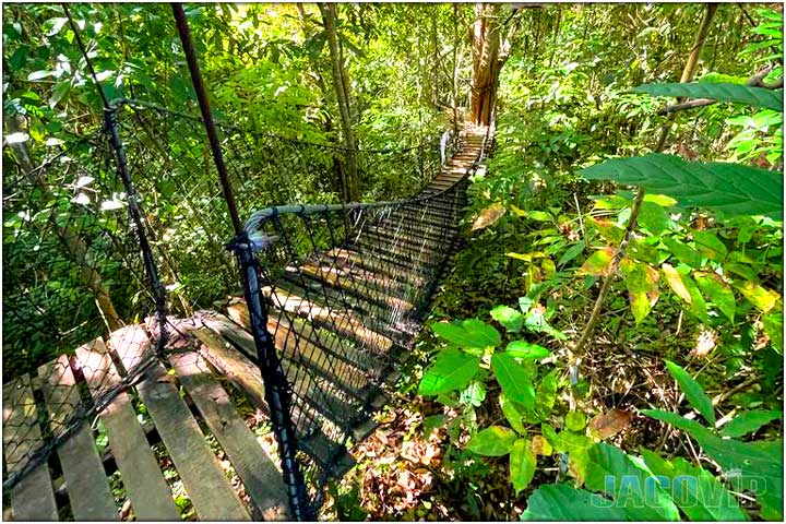 View of the jungle in costa rica