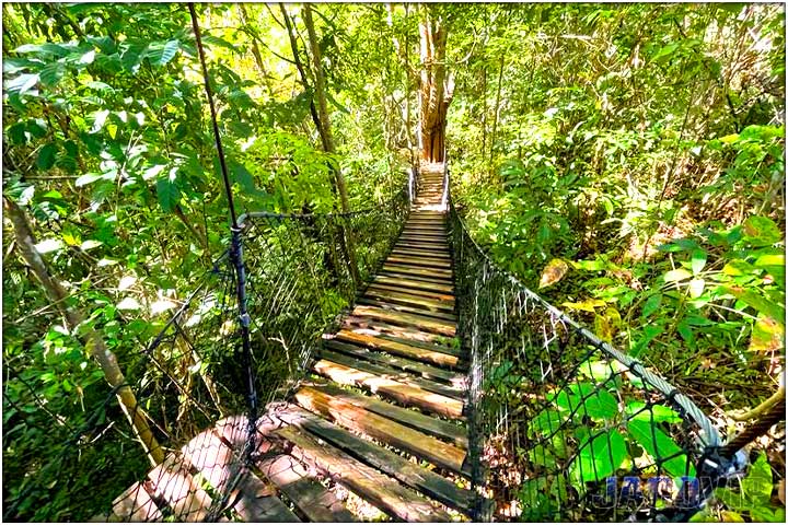 Long view of hanging bridge