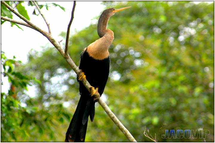 Long neck river bird