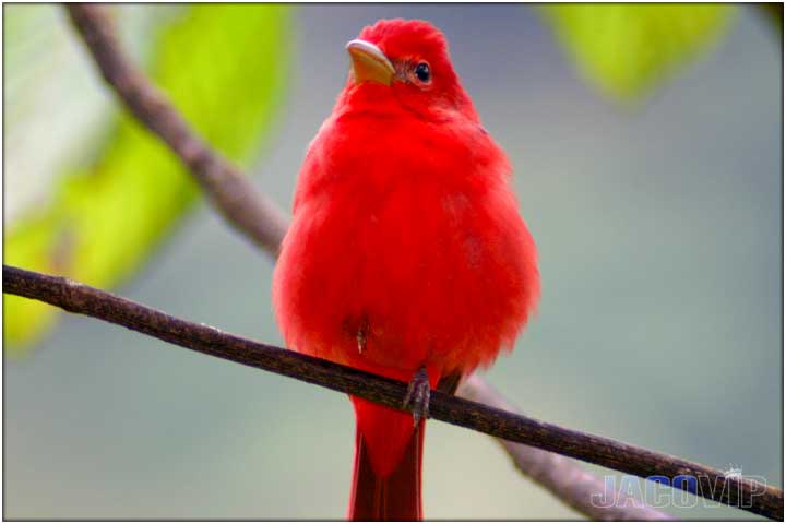 Bright red bird on tree branch