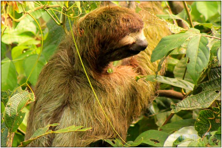 Sloth on river side tree