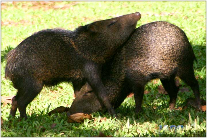 Two wild hogs hugging on a field