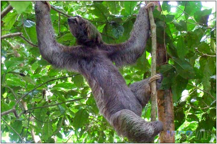 three toed sloth stretched out on a tree